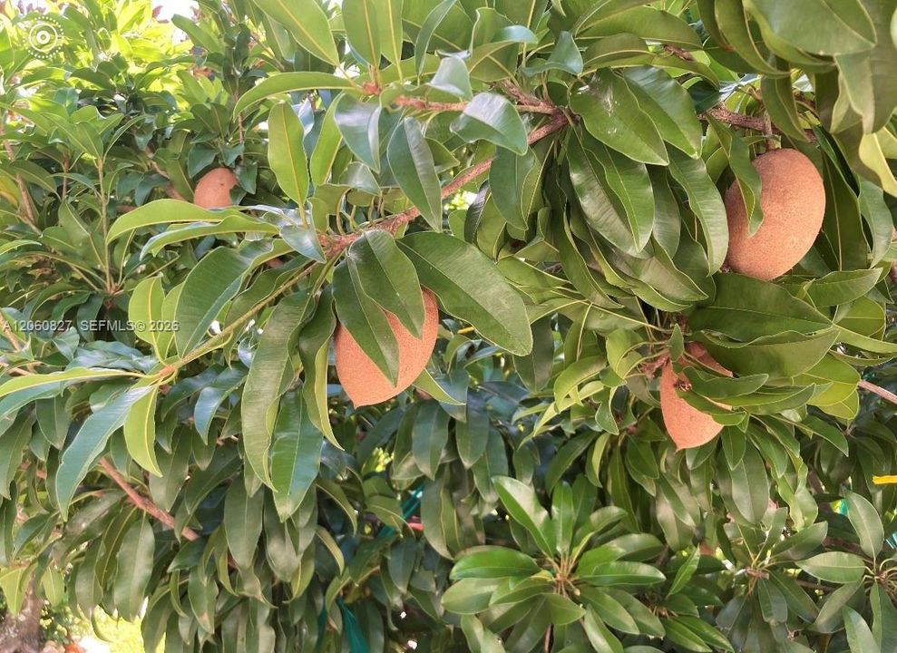 Mamey tree