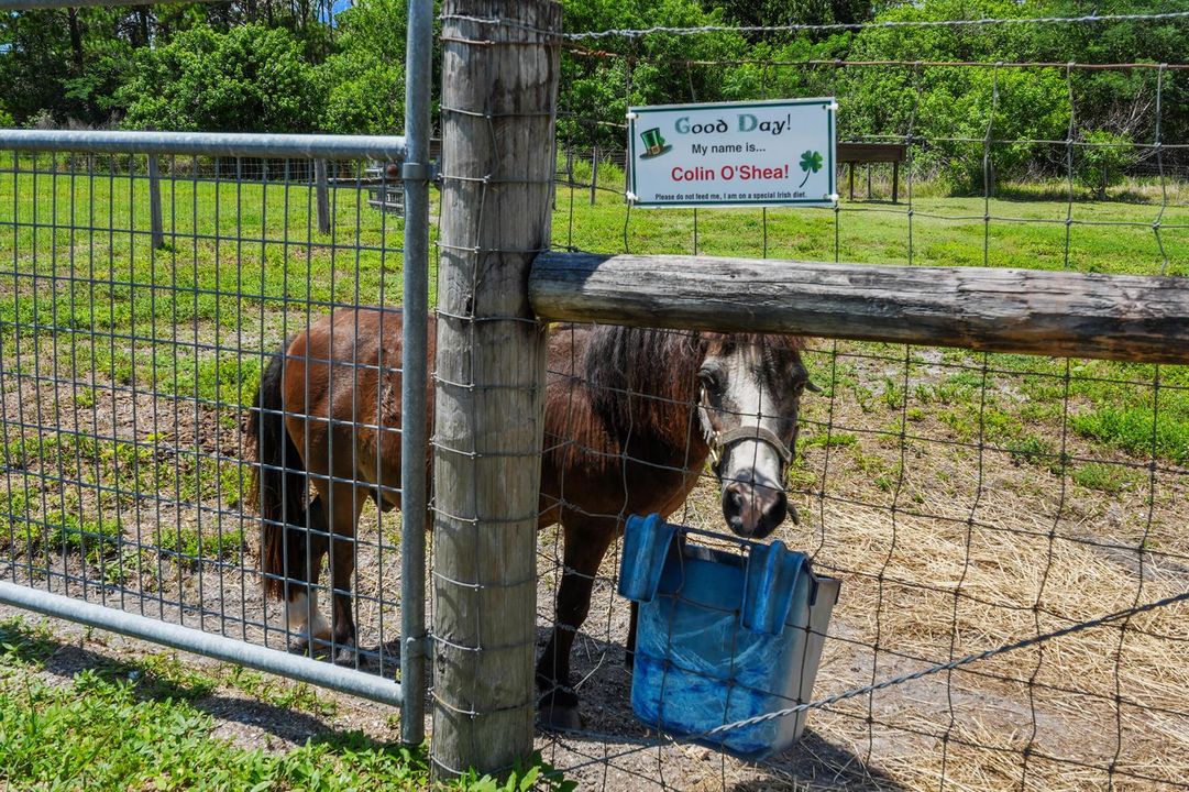 miniature horse