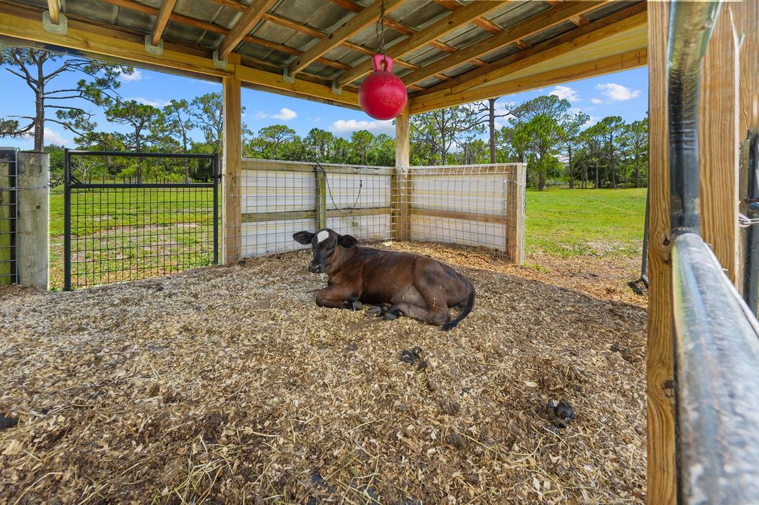 calf