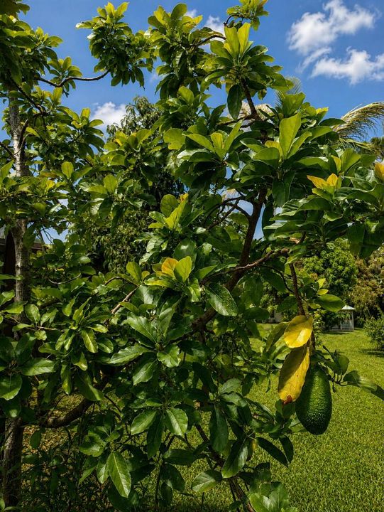 FL avocado