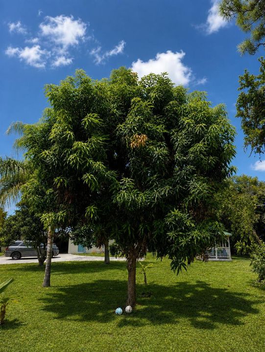 mango