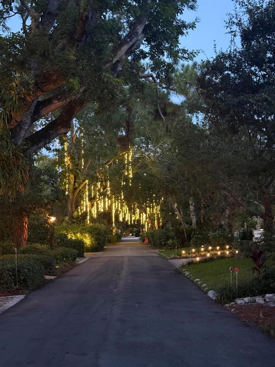 Tree Lined Street
