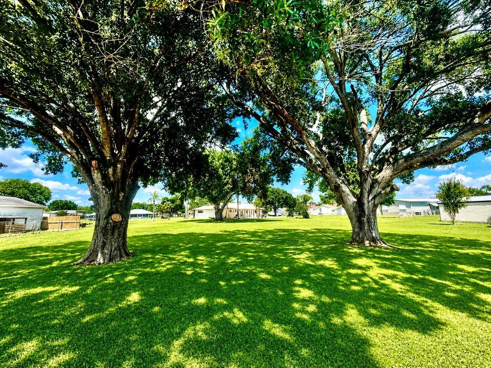 Backyard