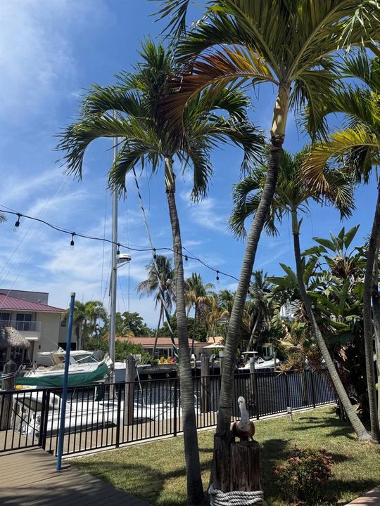 Back Yard 21