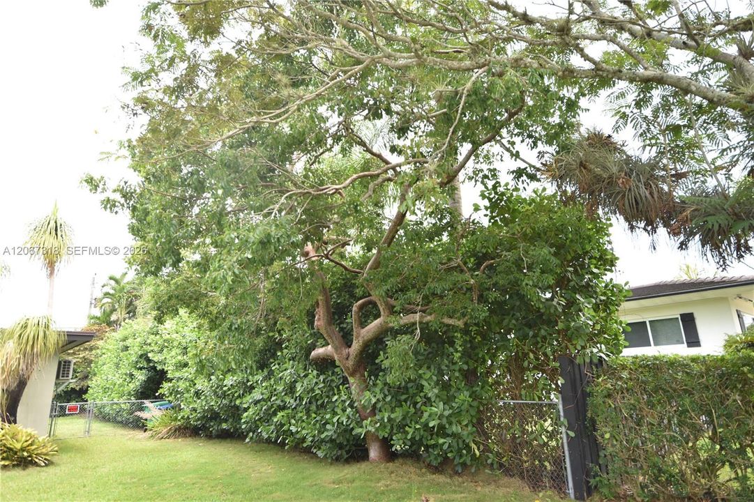 Awesome trees, Gumbo Limbo