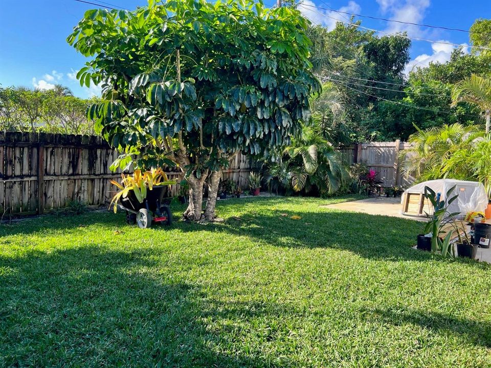 Back Yard