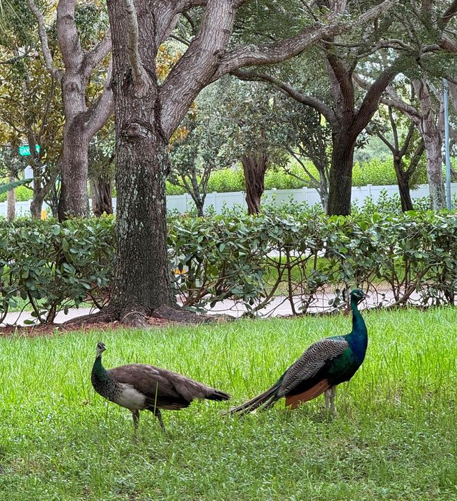 Lots of Green Space & Wildlife