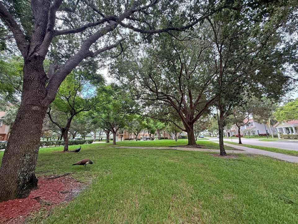 Green Space Next to Townhome