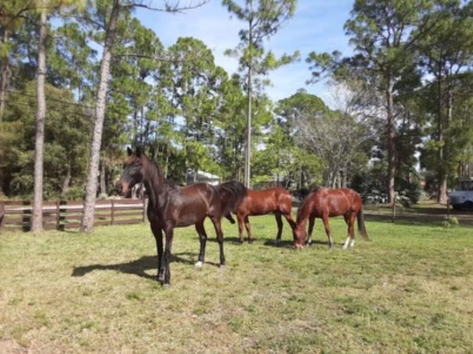 The beautiful horses