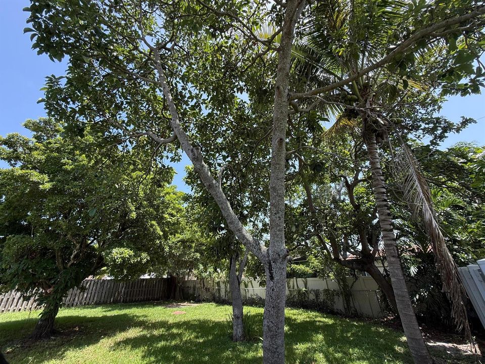 Backyard