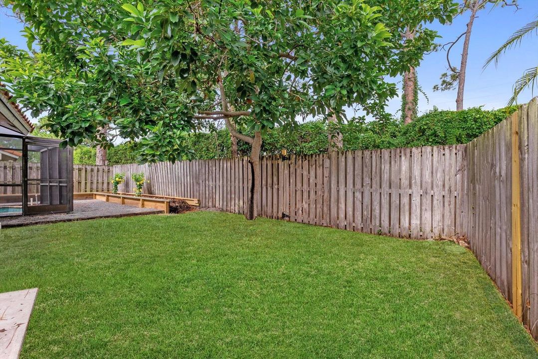 Backyard