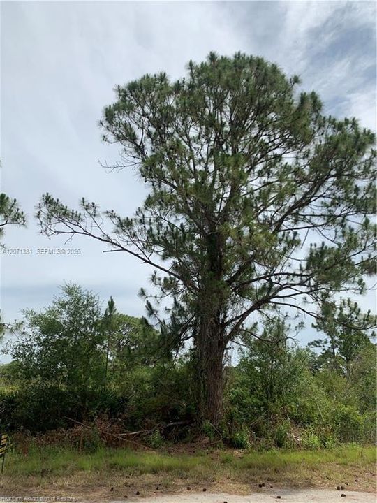На продажу: $18,900 (0.23 acres)