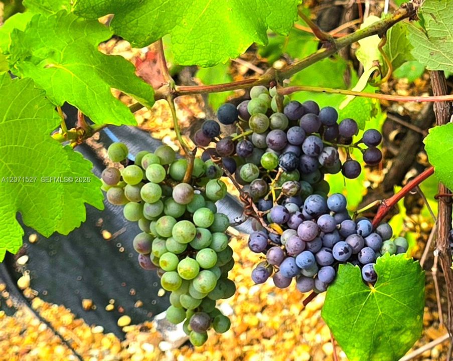 Grapes growing