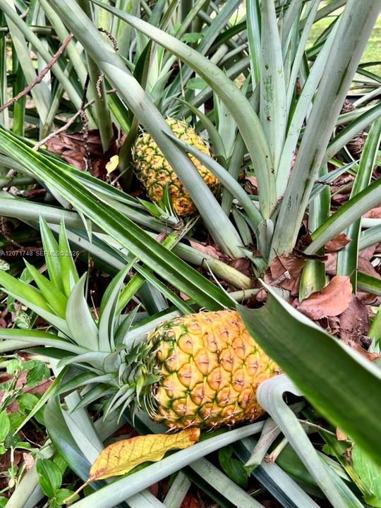 Pineapple