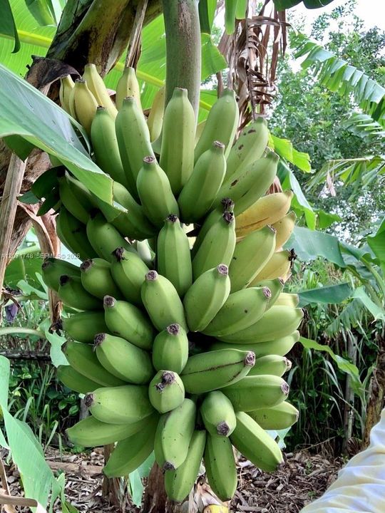 Bananas