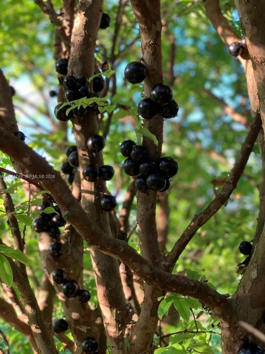 Jaboticaba