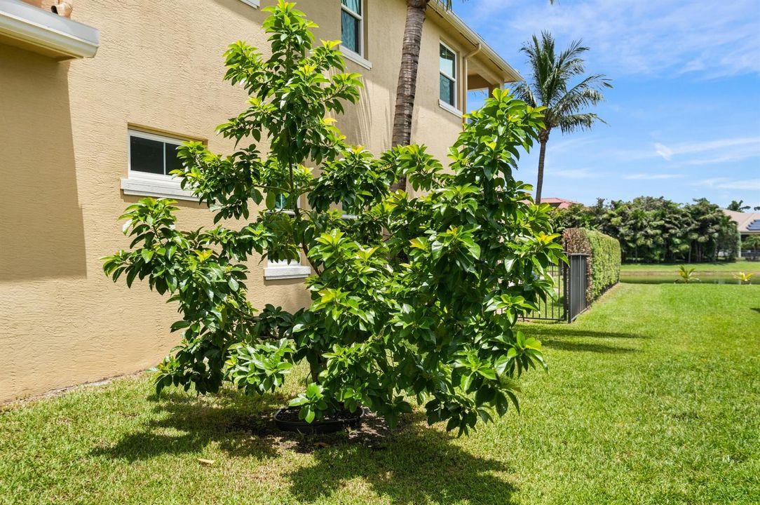 yard