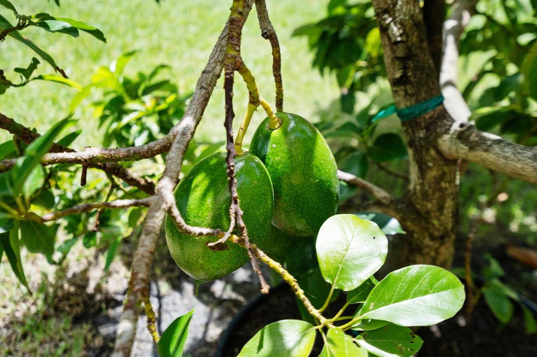 Fruit tree