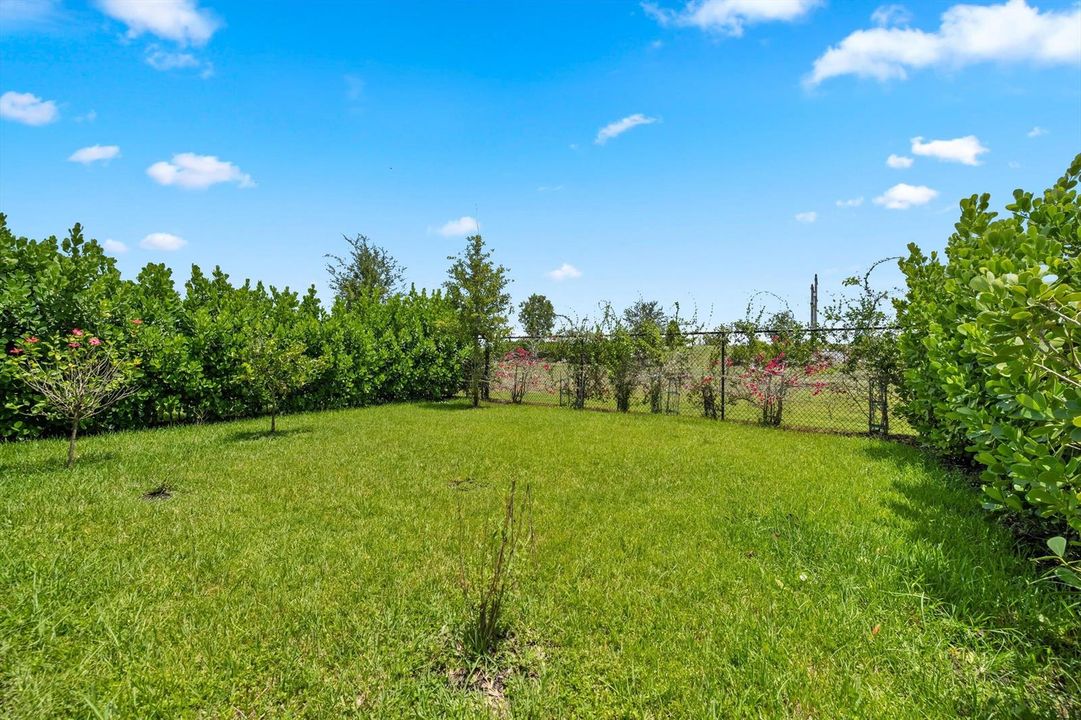 backyard
