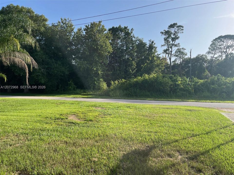 Woods across the street