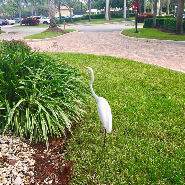 LOCAL BIRDS GREET YOU!