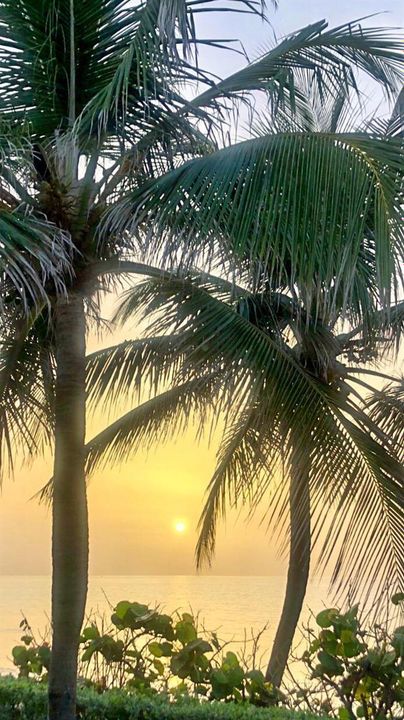 Ocean w palm