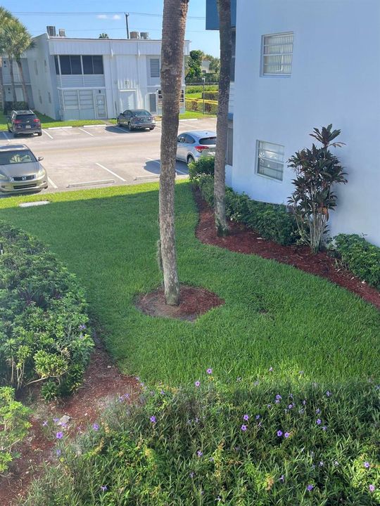 front garden