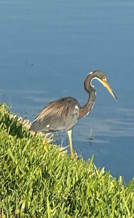 Aquatic birds