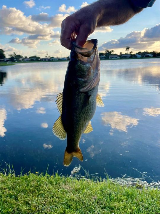 Great bass fishing