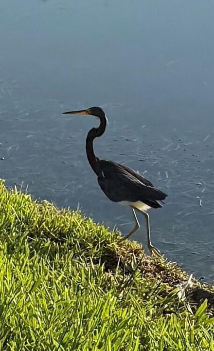 Aquatic birds