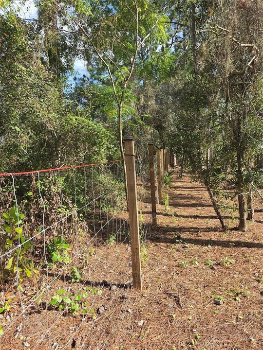 Along the fence