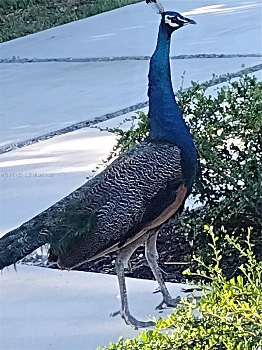 Visitors