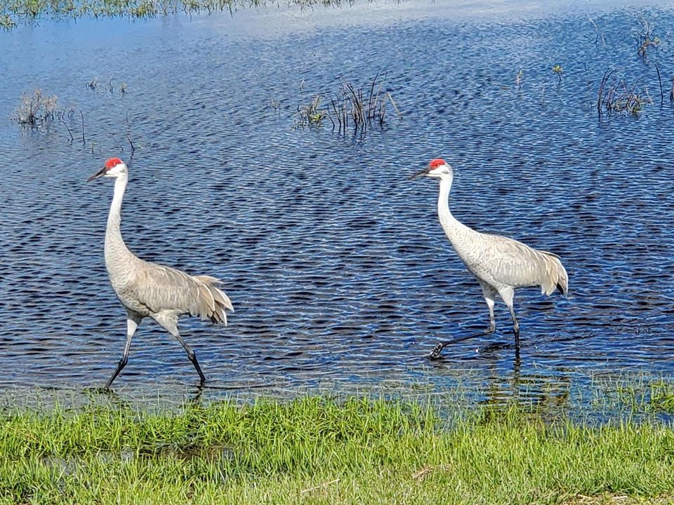Sandhill Cranes