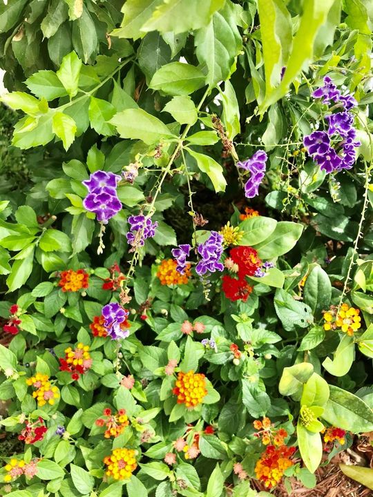 flower garden