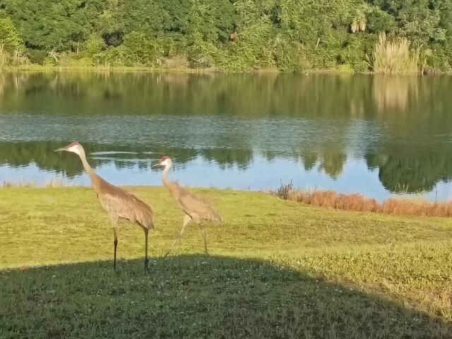 20020 BIRDS