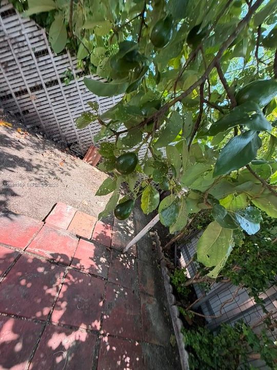 Avocado ready to pick