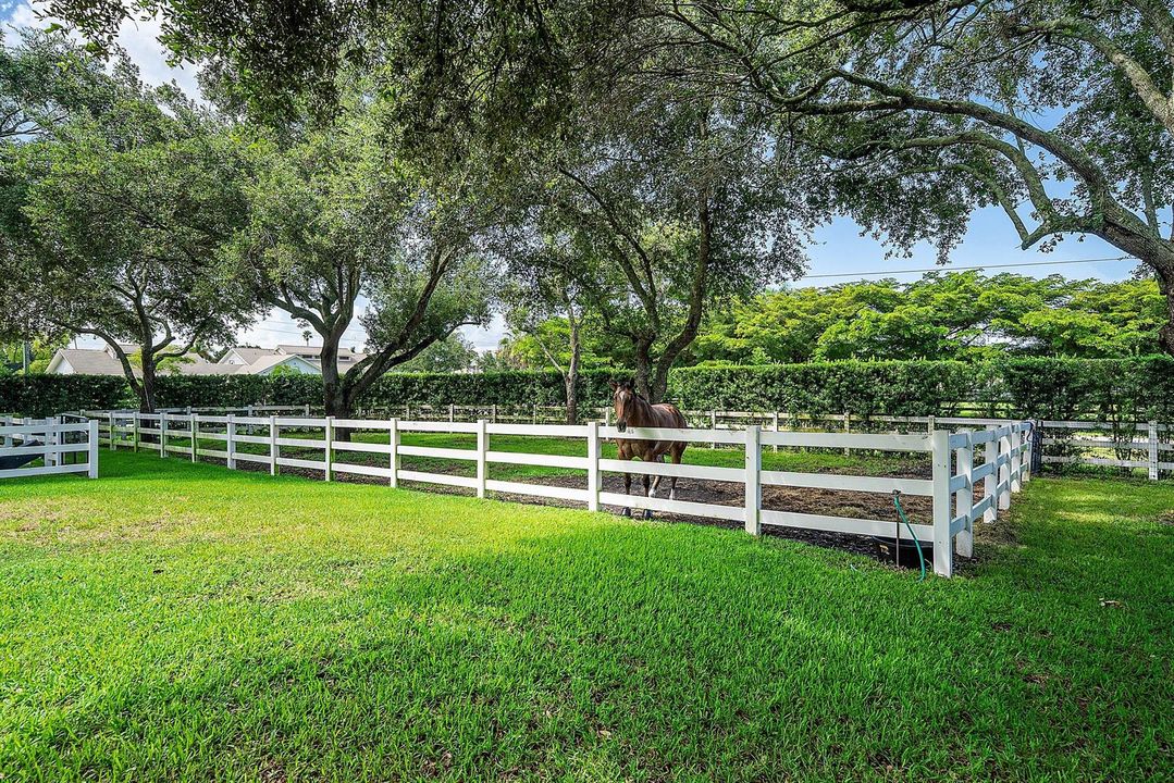 Paddock view