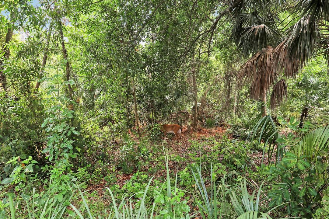 Preserve Area And Deer