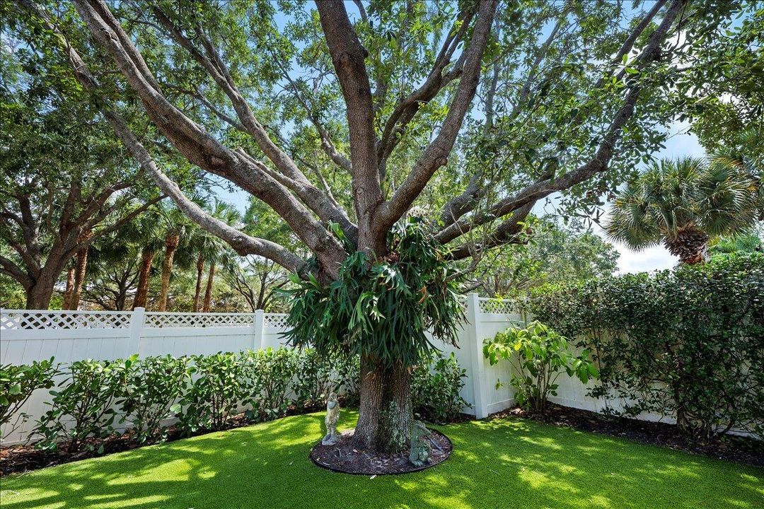 Shaded Backyard to Enjoy
