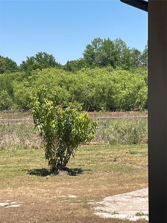 Fruit Trees