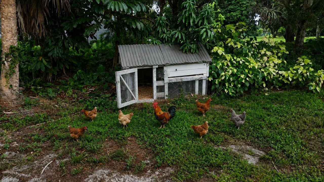 chickens