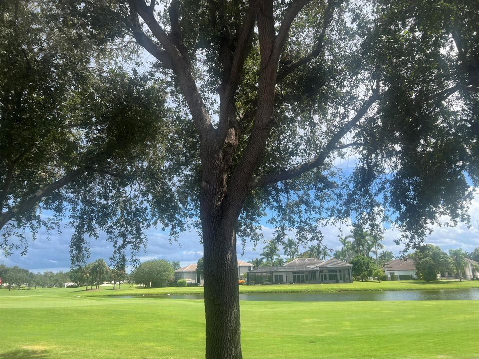 Back Yard View