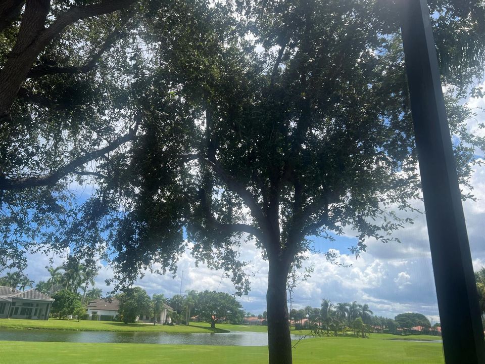 Back Yard View