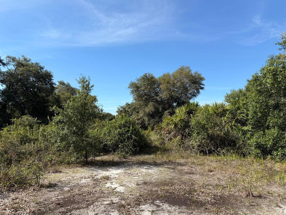 okeechobee-acreage-mature-trees-cleared-