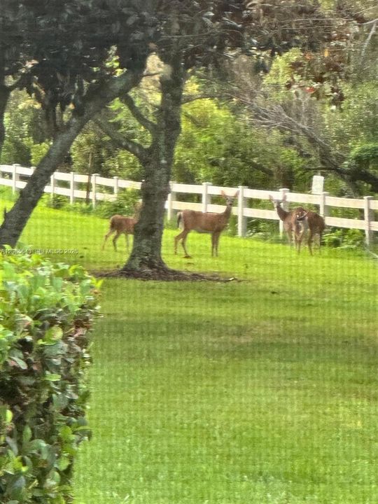 View of deers seen daily outside of property. Also seen are rabbits and other wildlife