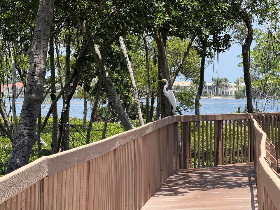 Community Boardwalk Wildlife