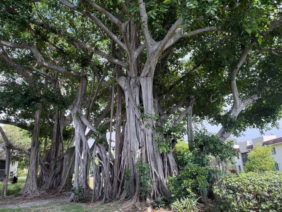17 nw banyan trees0