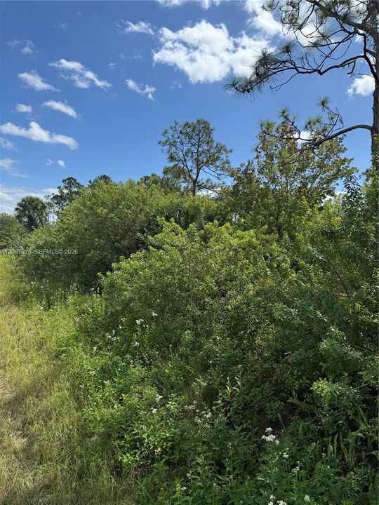 На продажу: $29,900 (1.26 acres)