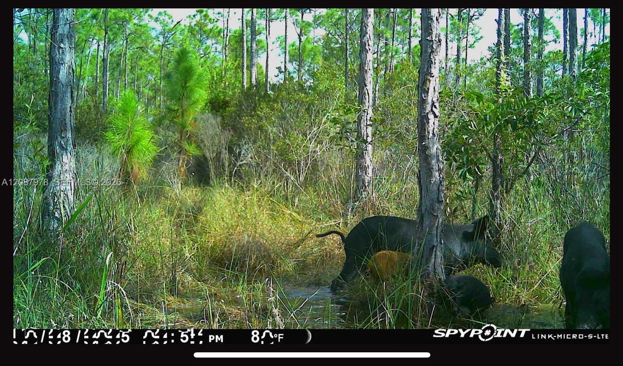 На продажу: $29,900 (1.26 acres)