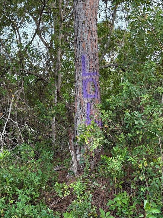 На продажу: $29,900 (1.26 acres)